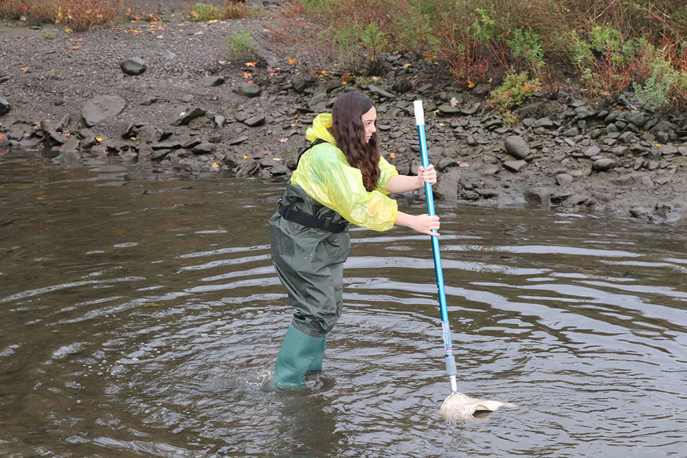 Grade 8 student Ava McNamee practices a technique for catching macroinvertebrates in the shallow waters of the Hudson River during a Highland Middle School field trip on October 13.