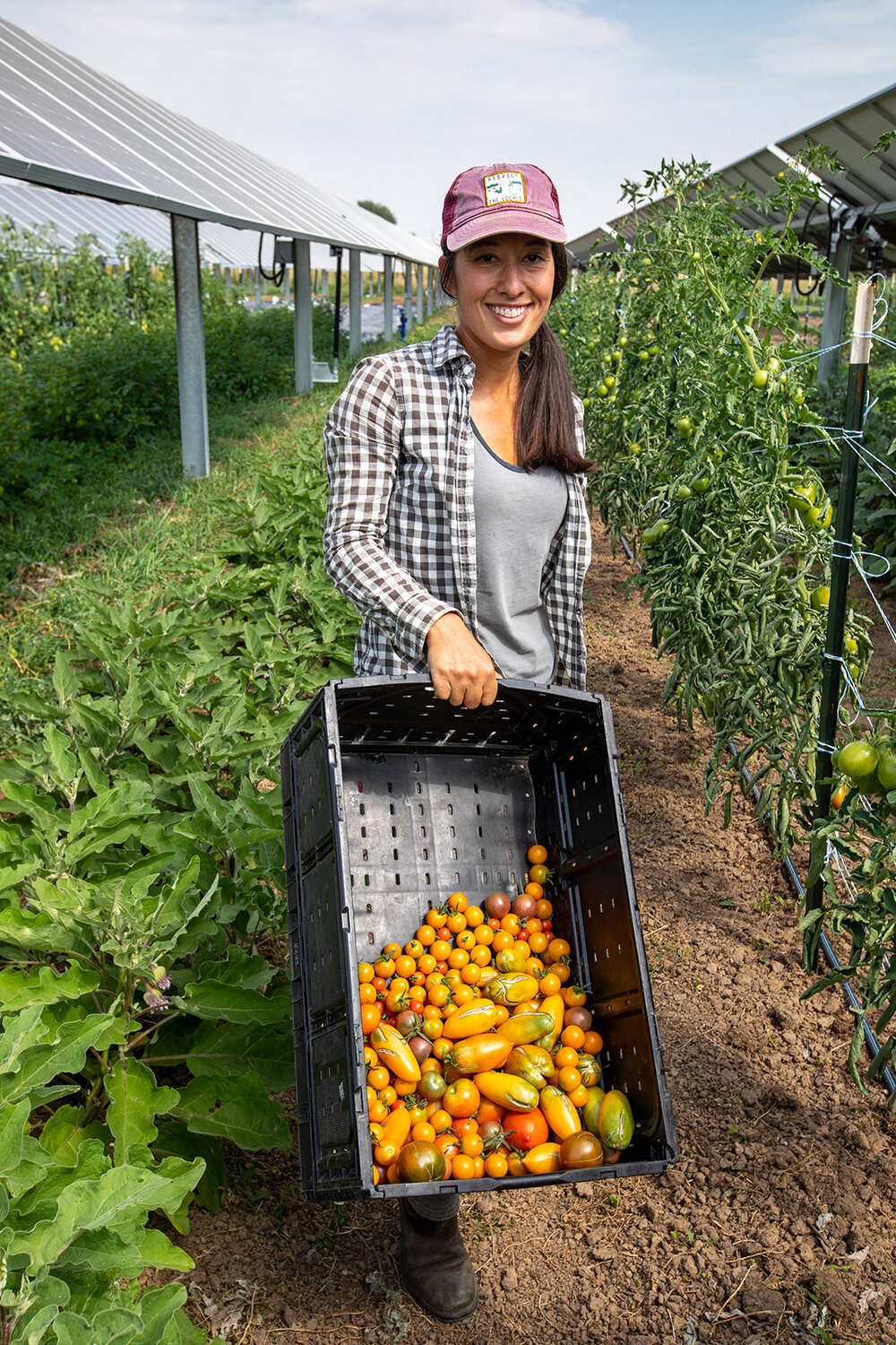 September 1, 2021 - Farmer Brittany Staie of Sprout City Farms, and farm manager at Jack's Solar Garden, picks tomatoes which have been growing at Jack’s Solar Garden in Longmont, Colo. Jack’s is a 1.2-MW, five-acre community solar farm and is the largest agrivoltaic research project in the U.S. The solar project was designed and built by Namasté Solar. (Photo by Werner Slocum / NREL)
