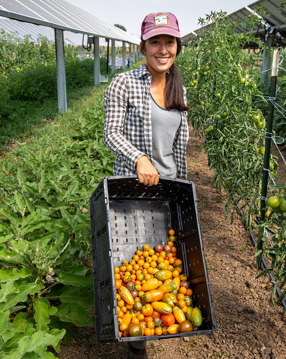 September 1, 2021 - Farmer Brittany Staie of Sprout City Farms, and farm manager at Jack's Solar Garden, picks tomatoes which have been growing at Jack’s Solar Garden in Longmont, Colo. Jack’s is a 1.2-MW, five-acre community solar farm and is the largest agrivoltaic research project in the U.S. The solar project was designed and built by Namasté Solar. (Photo by Werner Slocum / NREL)